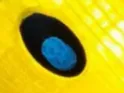 luma eye this is just the eye not the luma