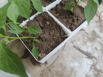 15120 Planter