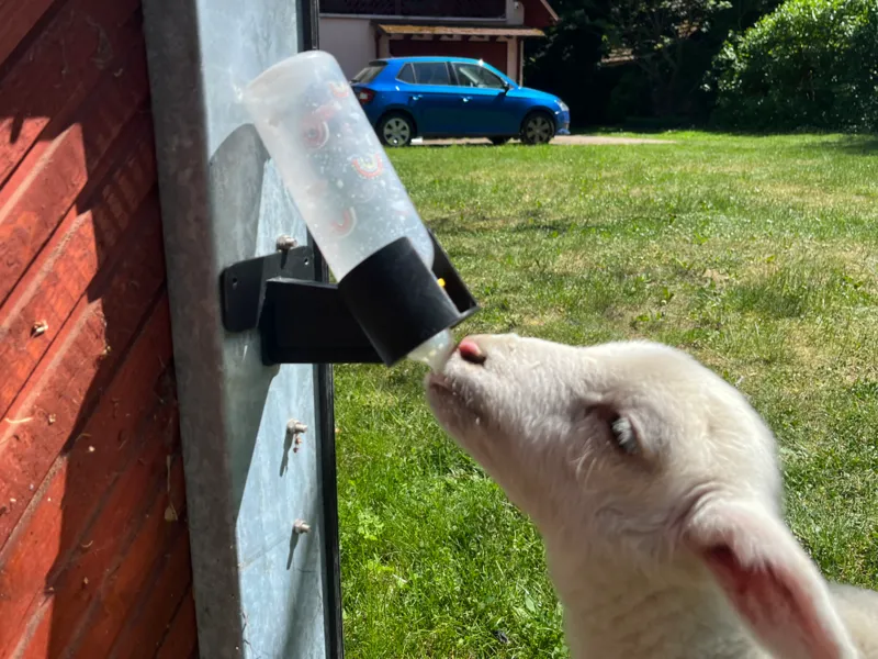 Milk Bottle Holder for Lambs or Goat Kids