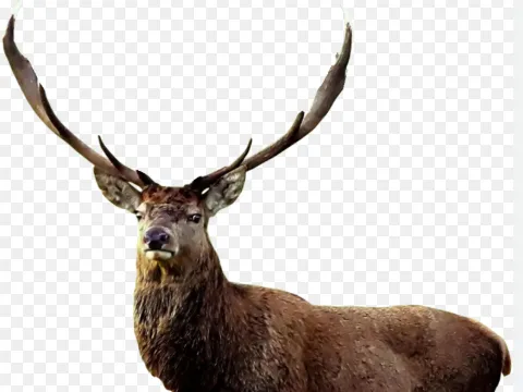 elk
