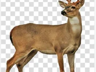 deer