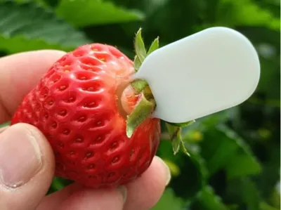 Strawberry Stem Remover