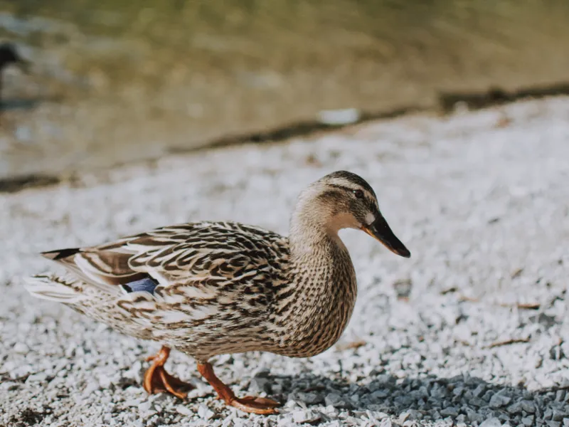 pato