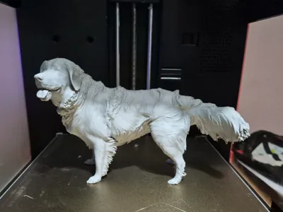 Golden Retriever 