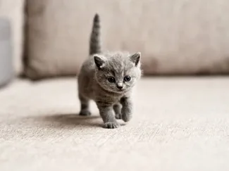 gatico