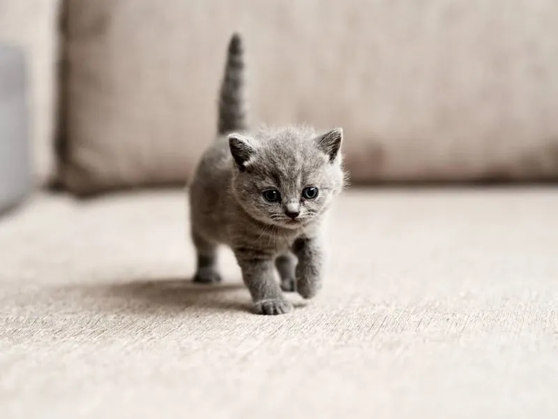 gatico