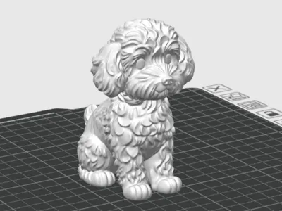Cute Dog