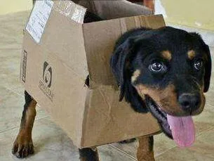 perro caja