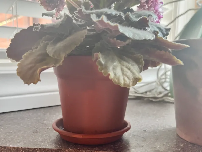Pot with drip tray