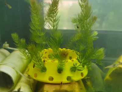 Aquatic Plant Holder/Fish and Shrimp Hideout/Configurable Parameters