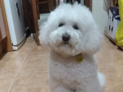 POODLE DOG