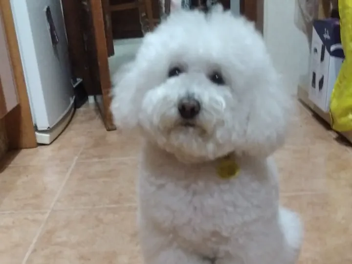 PERRO CANICHE