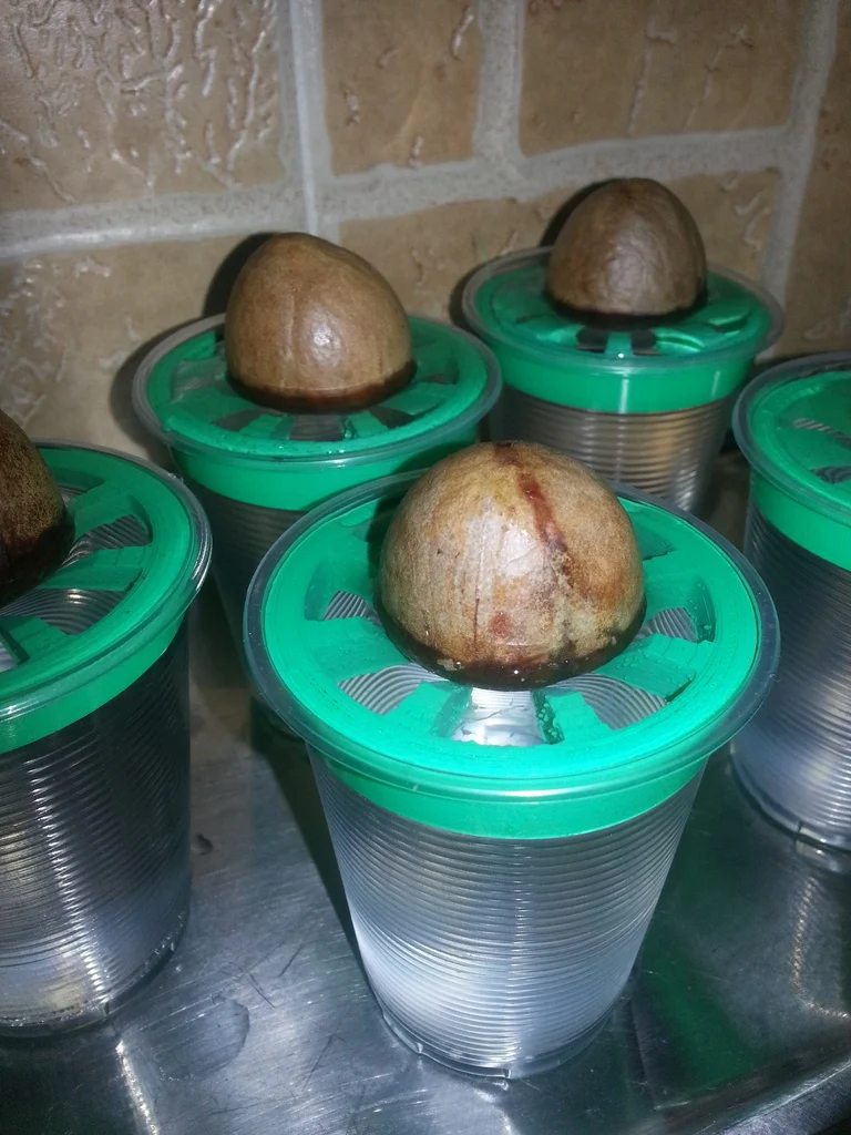 Avocado Pit Germination Holder - Cup Edition