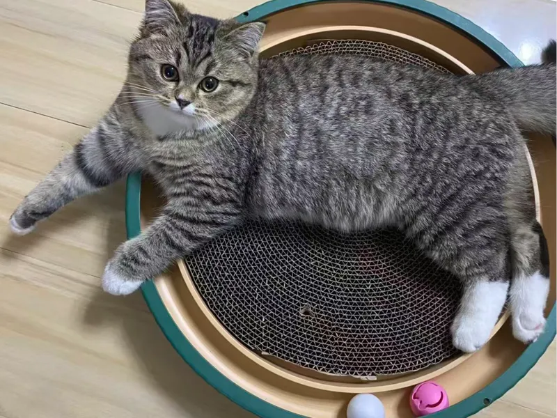 猫咪盘-美短猫