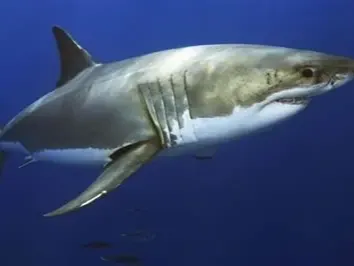 shark single colour