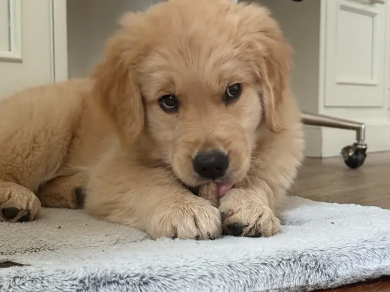 Puppy