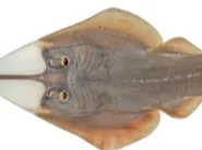 giant guitarfish keychain