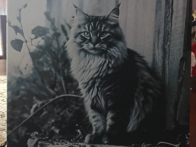Gato Blanco y negro