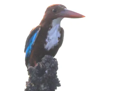 White-throated Kingfisher