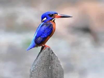Blue-eared Kingfishes