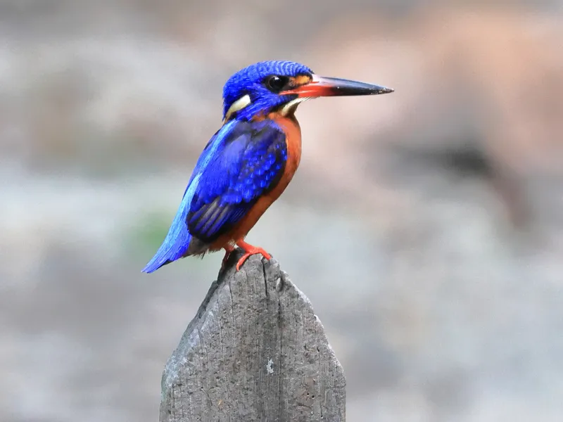 Blue-eared Kingfishes