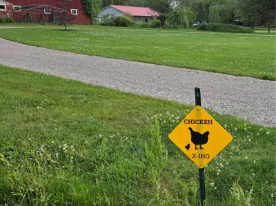 Chicken Crossing sign