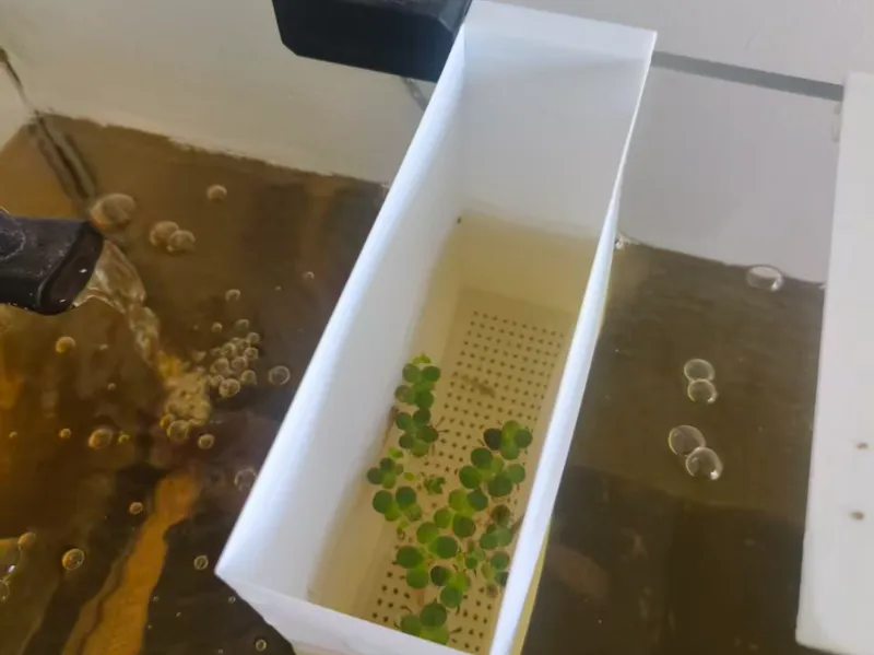 鱼缸小鱼鱼苗隔离盒