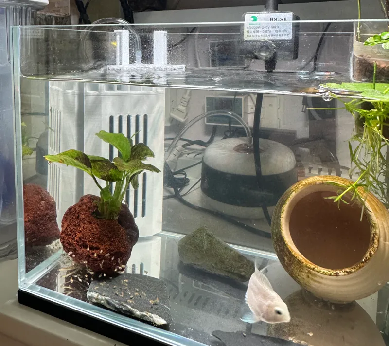 鱼缸角落三角形水妖精