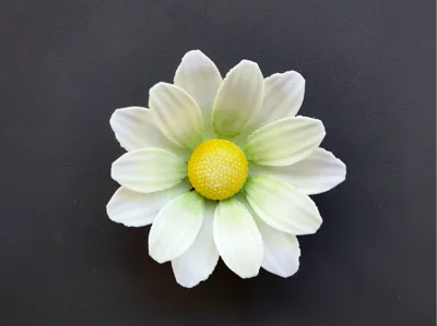 White Daisy - Refrigerator Magnet