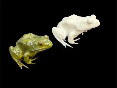 Bullfrog
