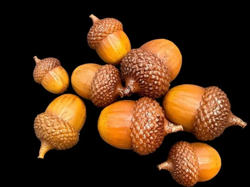 Single Acorn