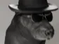the COOL Dog