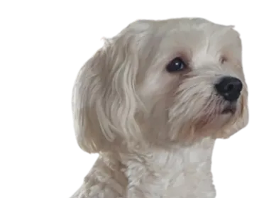 Bumle