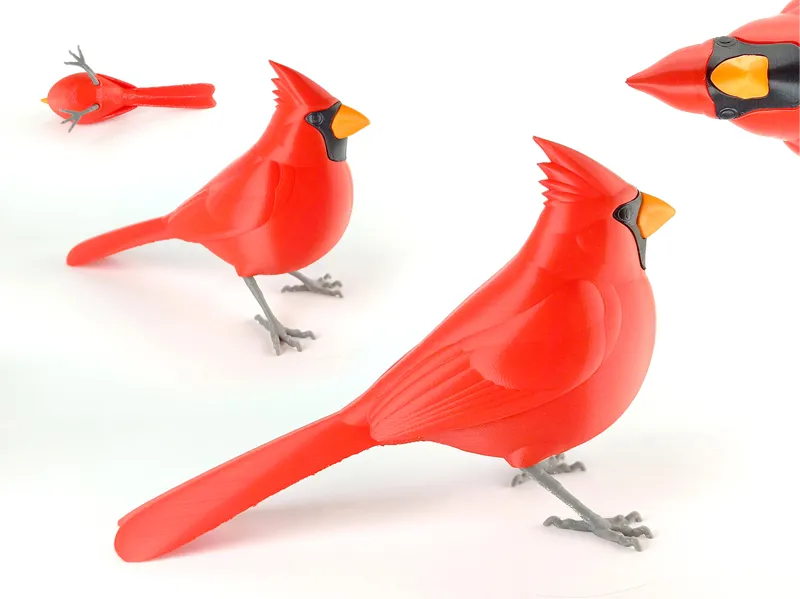 Northern Cardinal "puzzle"