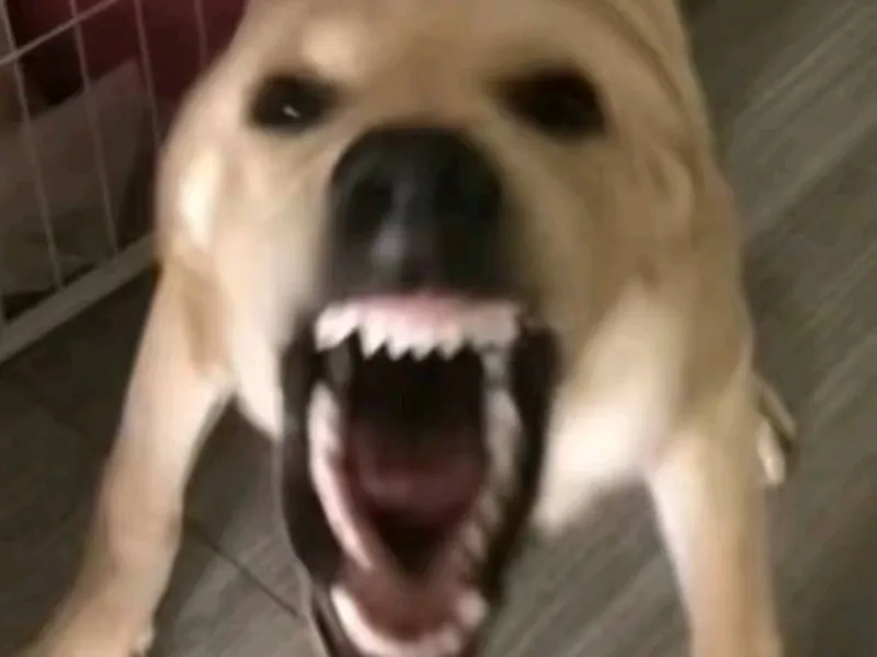 大狗大狗叫叫叫！
