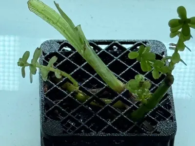 Aquatic Plant Cup (Square)