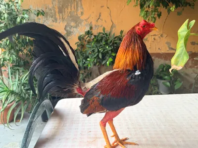 Andalusian Rooster