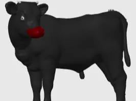 Highland+Wagyu Mix calf