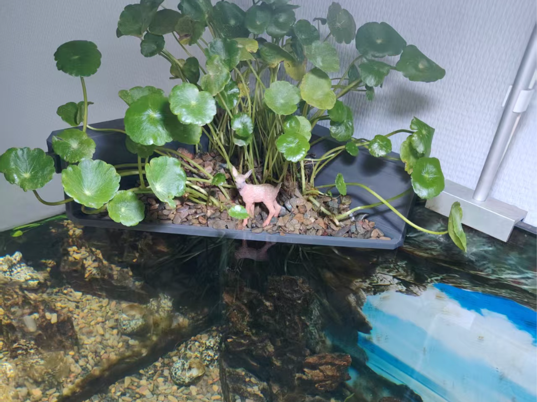 大型鱼缸挂篮