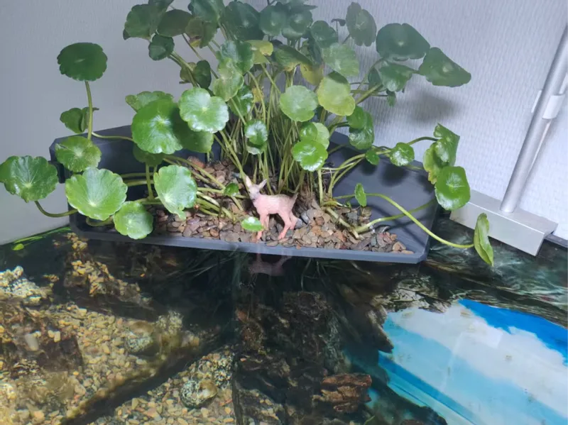 大型鱼缸挂篮