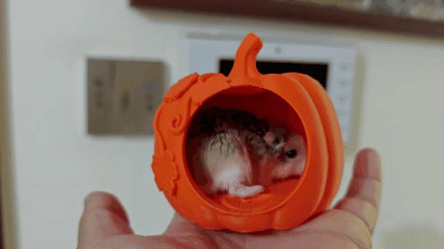 南瓜躲避屋