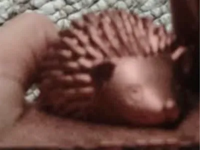 Cute Hedgehog