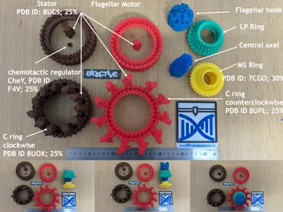 Flagellar motor model