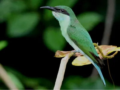 Blue-throated Bee-eater