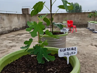 Fig, identification labels, plant, rose, strawberry