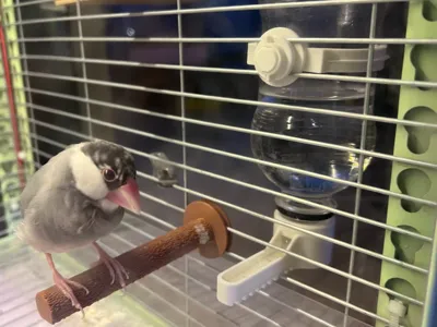 Bird Cage Water Dispenser (for horizontal bird cages)