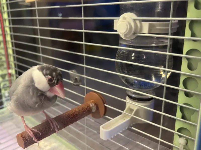 鸟笼饮水器（适合横鸟笼）