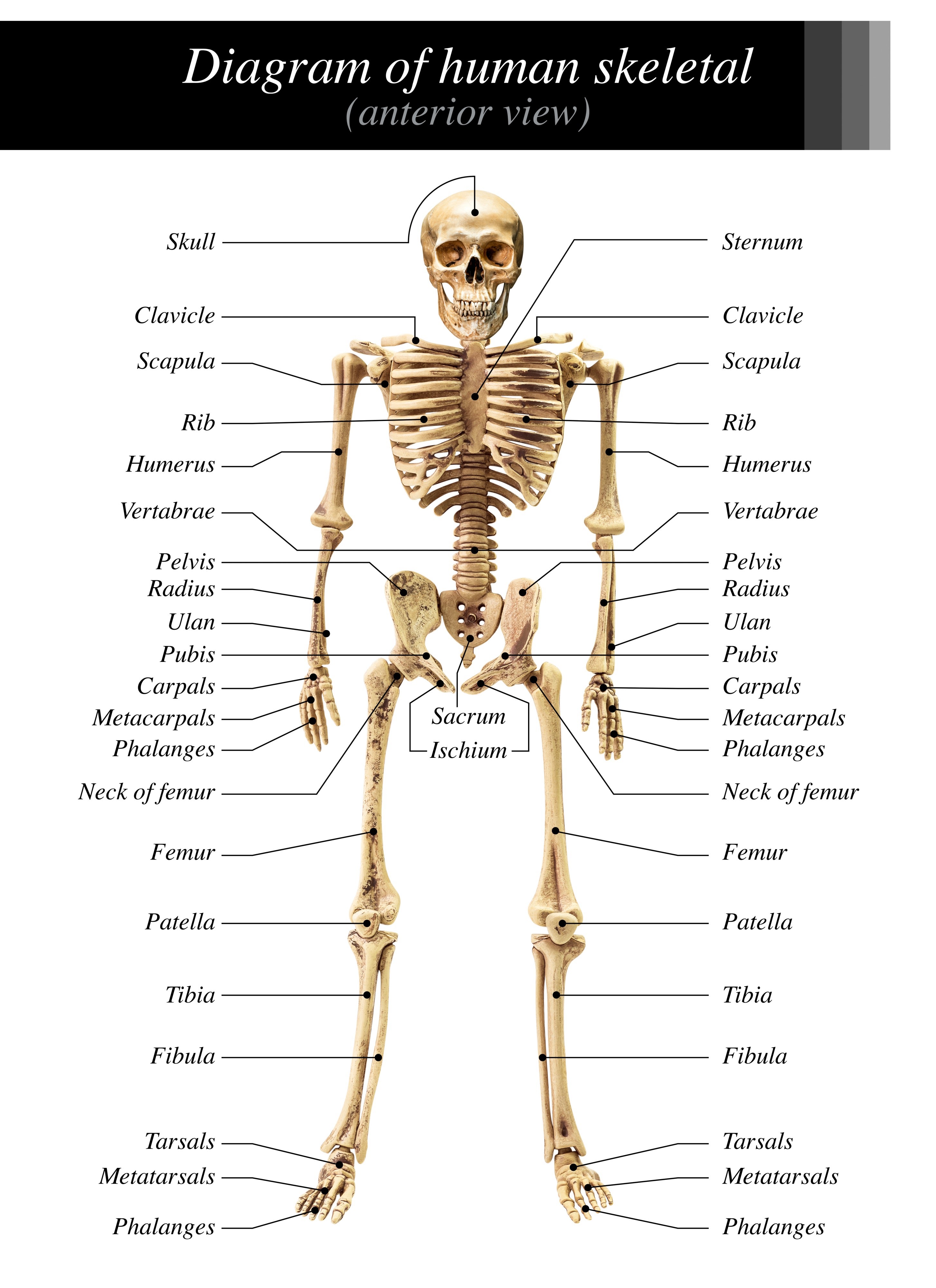 human skeleton diagram labeled, AI generated