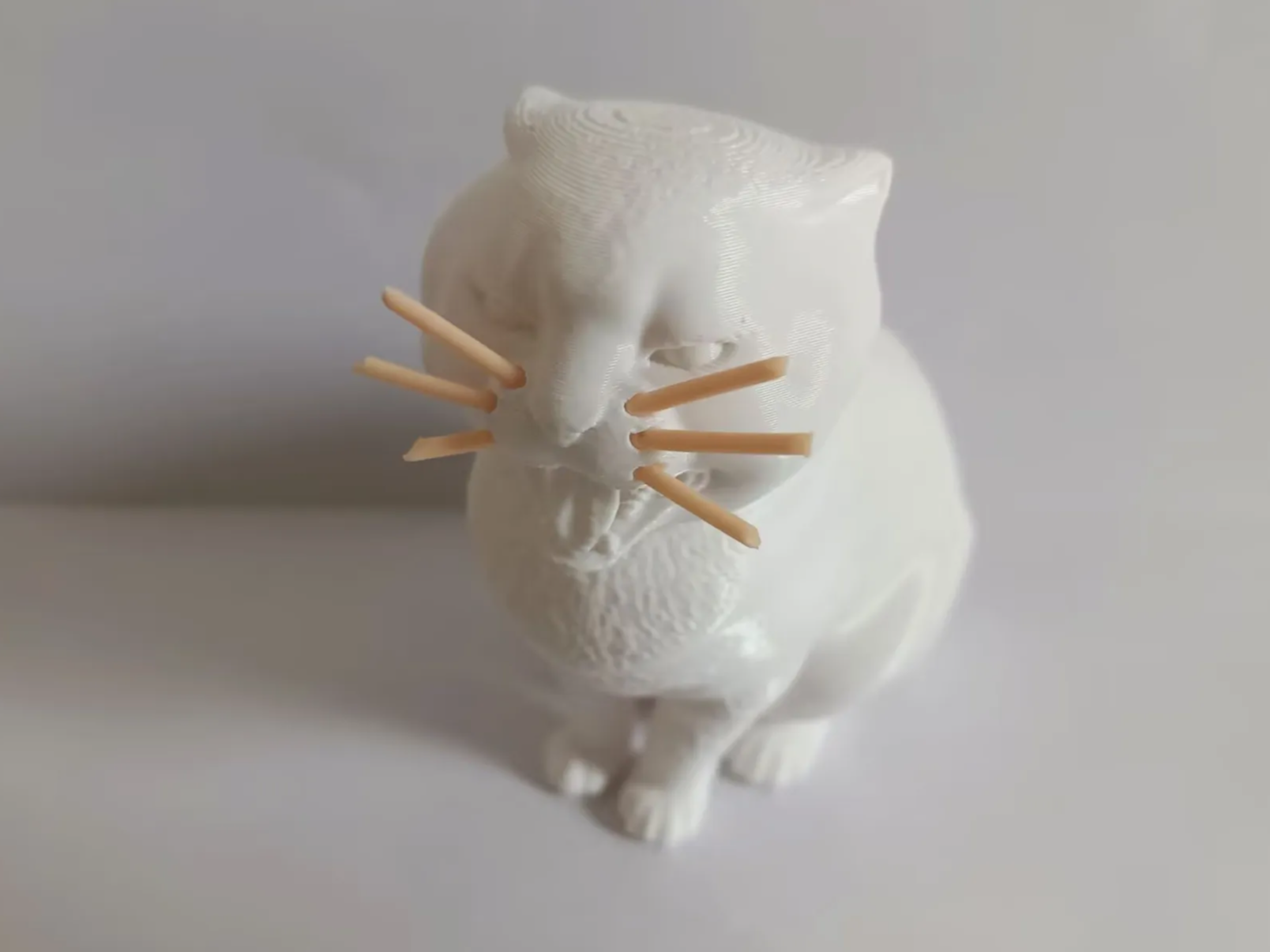 哈基米~圆头耄耋猫