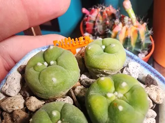 Various Lophophora Variety Plant Labels